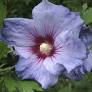 Hibiscus syriacus 'Oiseau bleu '