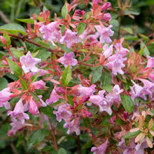 Abelia Edouard Goucher