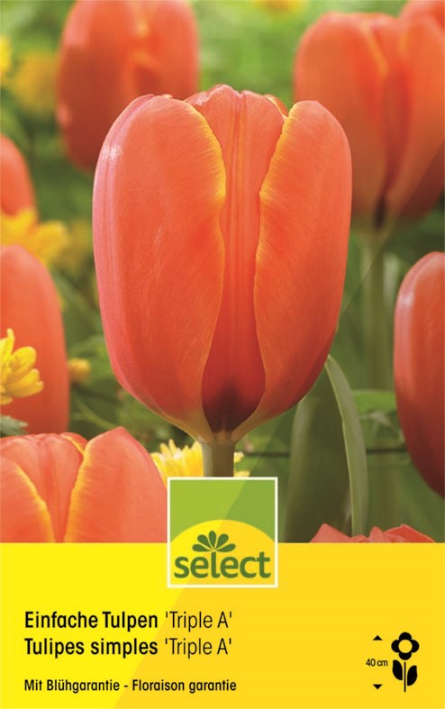 Bulbes Tulipes simples 'Triple A'
