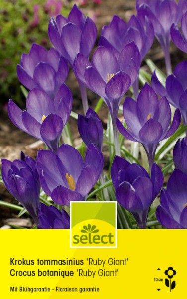 Bulbes Crocus 'Ruby Giant'