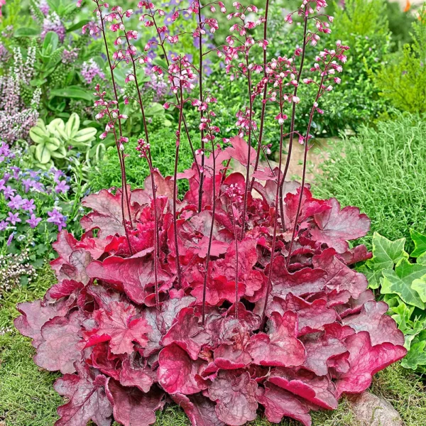 Heuchera x hybrida Fire Chief - Heuchère