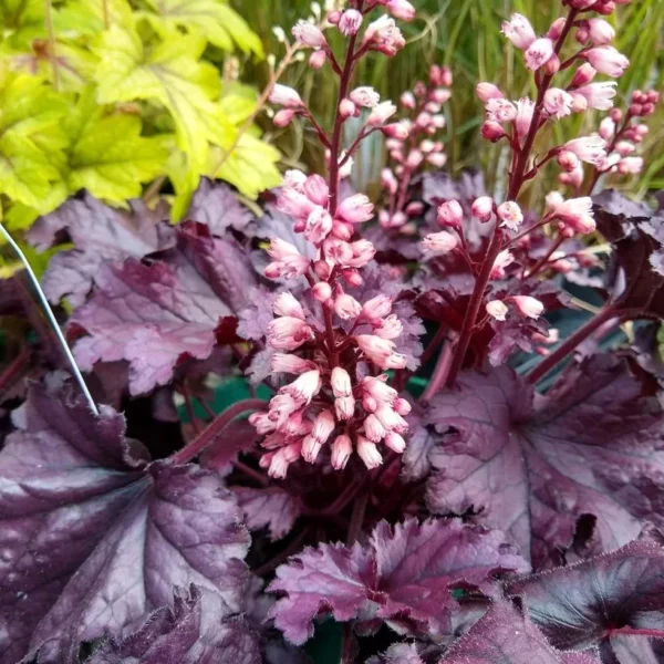 Heuchera x hybrida Forever Purple - Heuchère