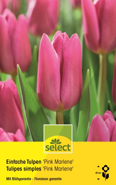 Bulbes de Tulipes simples 'Pink Marlène'