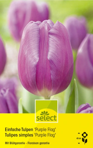 Bulbes Tulipes simples 'Purple Flag'