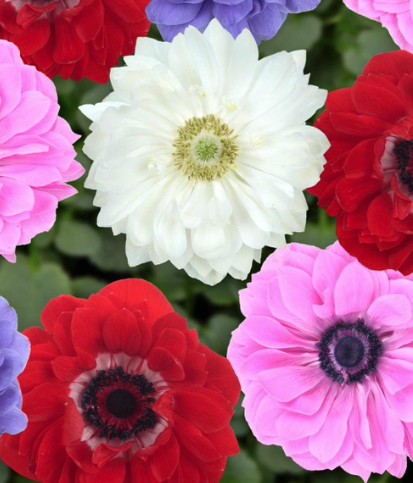2026 Anemone coronaria Animo double - Anémone