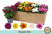 Chrysanthemum carnaval