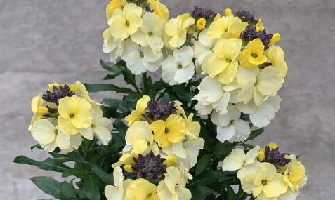 2026 Erysimum hybrida Leya Lemon Glow - Giroflée
