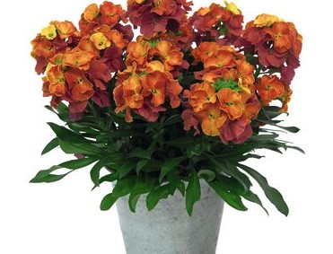 2026 Erysimum hybrida Leya Orange Glow - Giroflée
