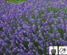 Lavendula angustifolia Hidcote Blue - Lavande