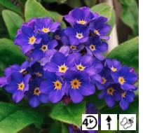 2026 Myosotis sylvatica Compindi - Myosotis