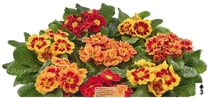 2026 Primula vulgaris Solena Mix - Primevère