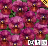 Viola cornuta Ice Babies Caramel Pink - Pensée - Violette