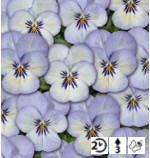 Viola cornuta Twix Blue Picotee - Pensée - Violette