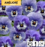 Viola cornuta Twix Dark Marina - Pensée - Violette
