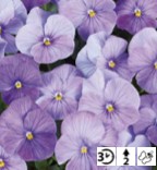 Viola cornuta Twix Lavender Shades - Pensée - Violette