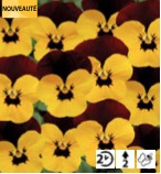 Viola cornuta Twix Yellow Eye Red Wing - Pensée - Violette