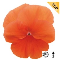 2026 Viola x wittrockiana Carneval Orange - Pensée - Violette