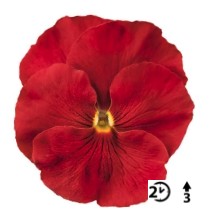 Viola x wittrockiana Carneval Scarlet - Pensée - Violette