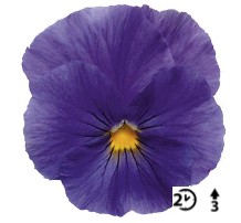 2026 Viola x wittrockiana Carneval True Blue - Pensée - Violette