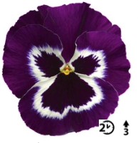 2026 Viola x wittrockiana Carneval Violet Face - Pensée - Violette