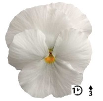 2026 Viola x wittrockiana Carneval White - Pensée - Violette