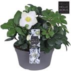 Helleborus N. Christmas