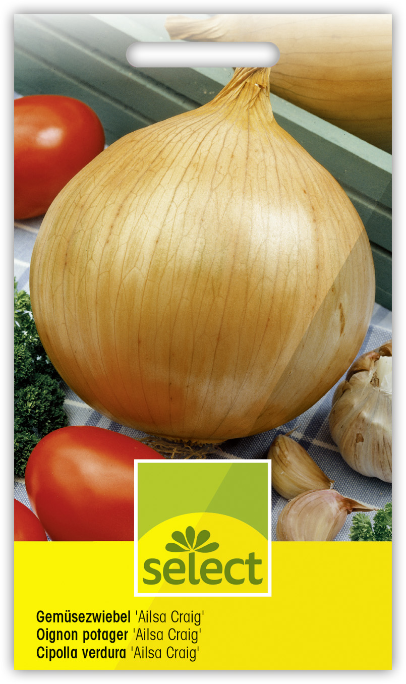 Oignon potager 'Ailsa Craig'
