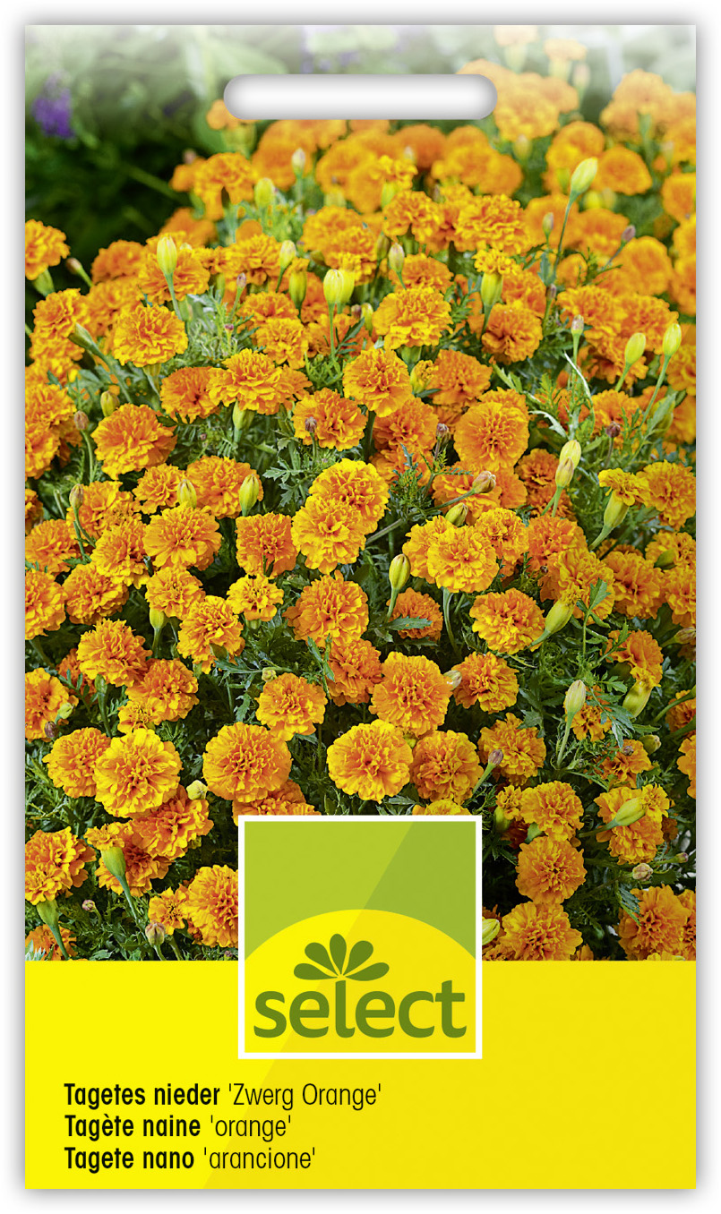 Tagète naine 'orangé' double