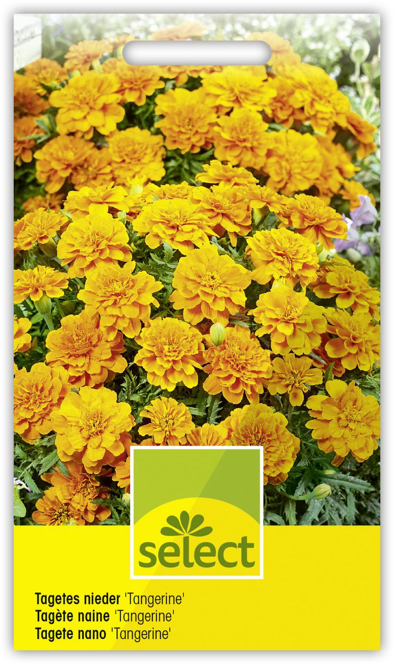 Tagète naine 'Tangerine' double