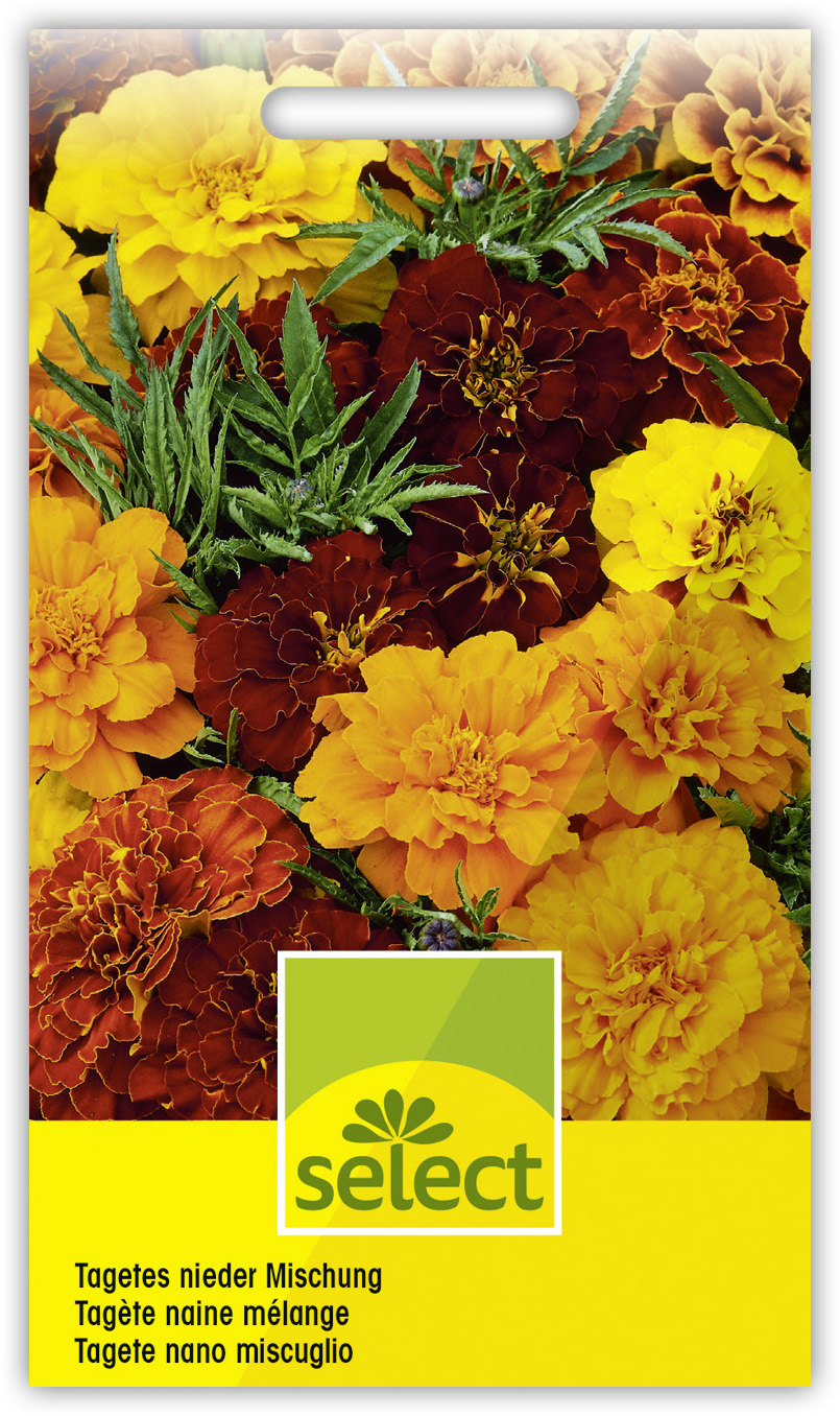 Tagète naine, double en mélange